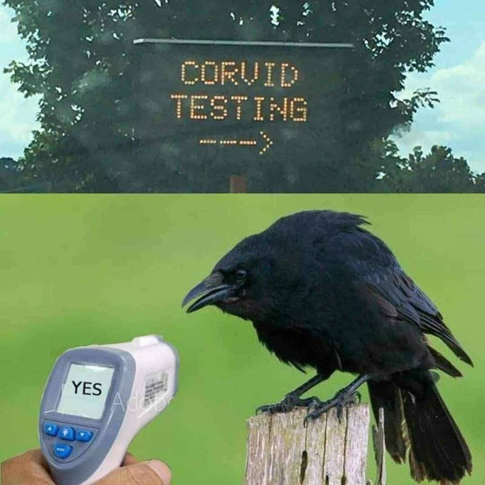 road sign reading 
CORVID TESTING 
above a crow sitting on a fencepost with a thermometer gun pointed at it reading YES 
          ---->