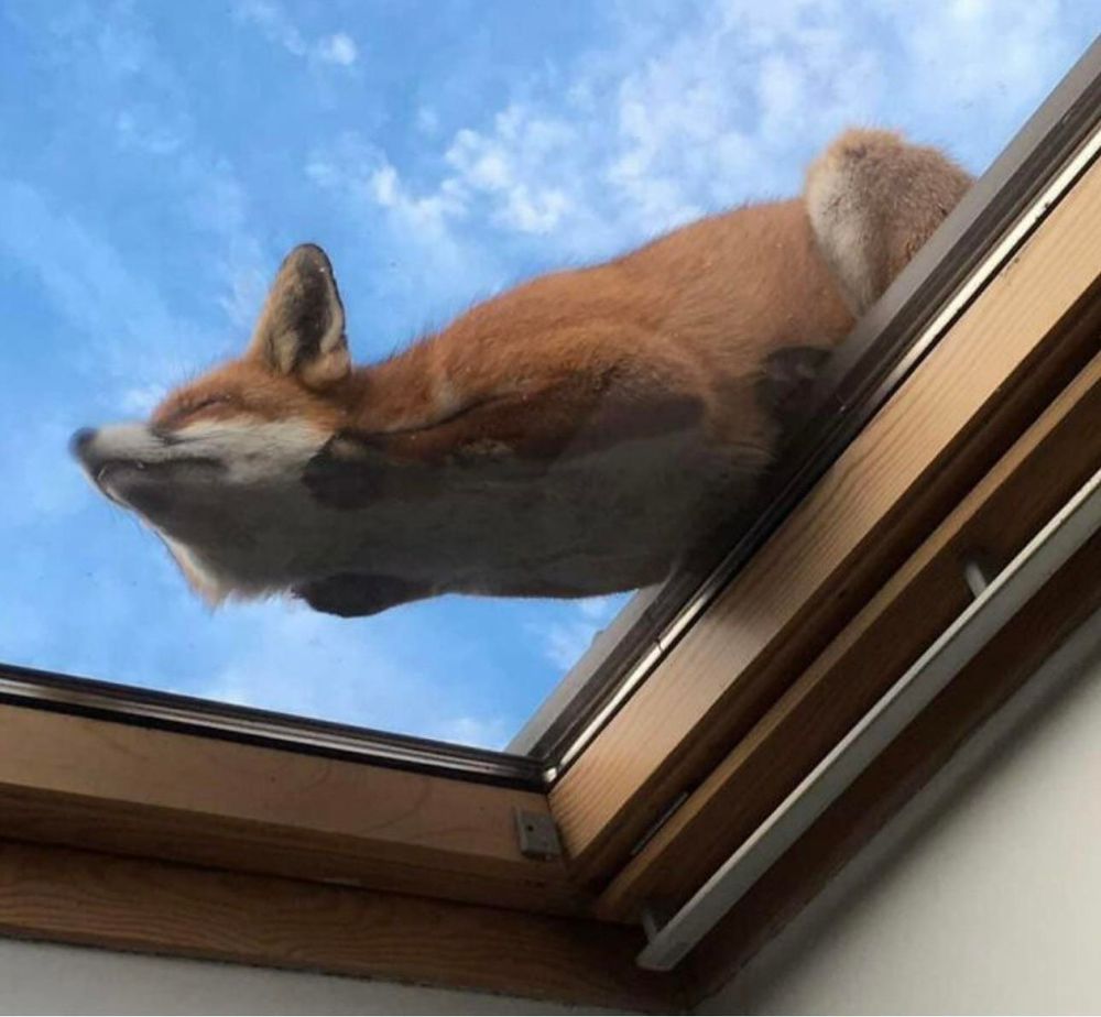 photo of a fox sleeping on a Skylight 