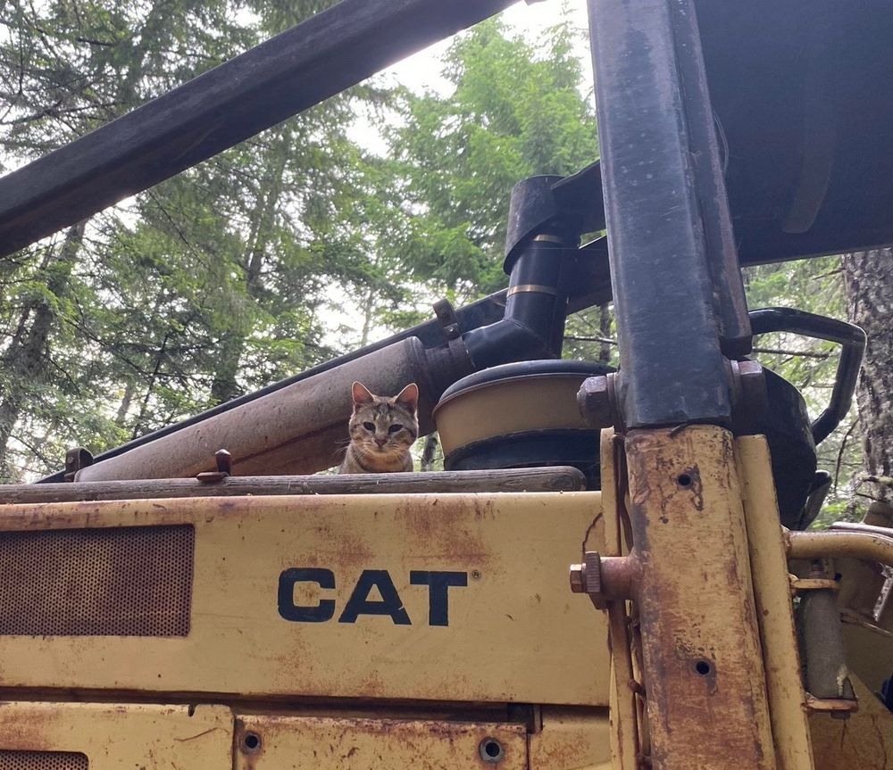 a cat sitting on a bulldozer above the logo CAT