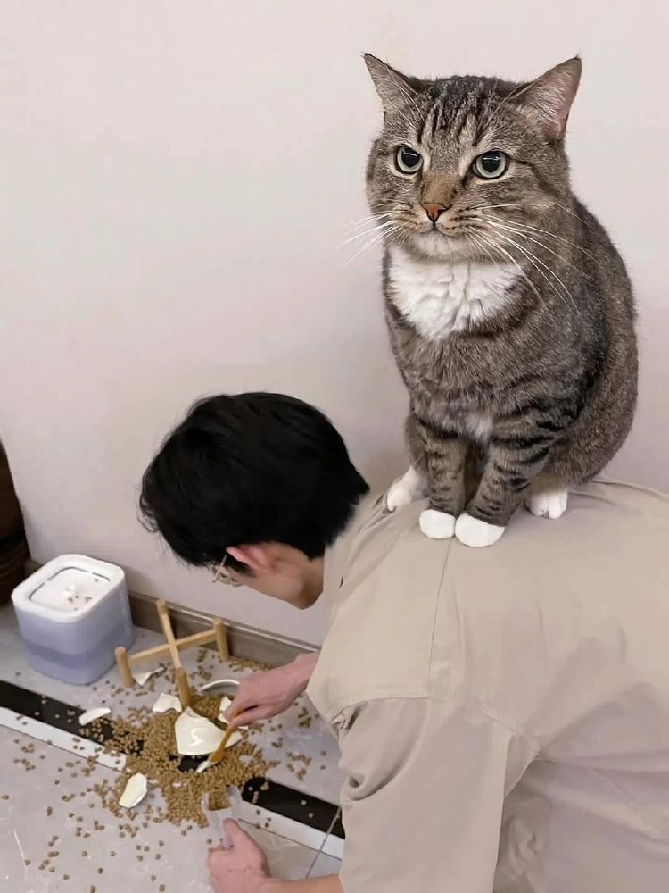 crouching man cleaning up a shattered cat food bowl with has spilled dry food everywhere, sitting on his back looking defiant is a grayish tabby cat with a white chest and feet 