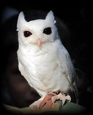 A white screech owl, it has white feathers over its whole body, jet black eyes with a subtly pink beak. It is looking at the viewer with one eye slightly more open than the other
