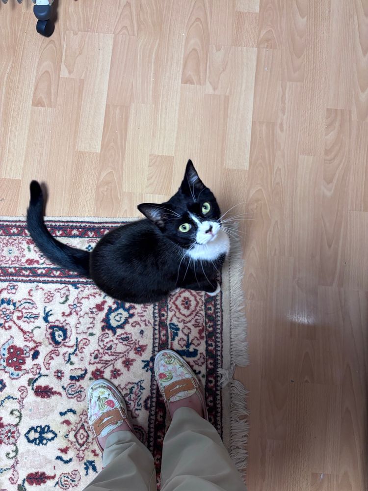 A tuxedo kitten sitting on a carpet looking straight up into the camera. Photographers legs and shoes are visible from this perspective. 