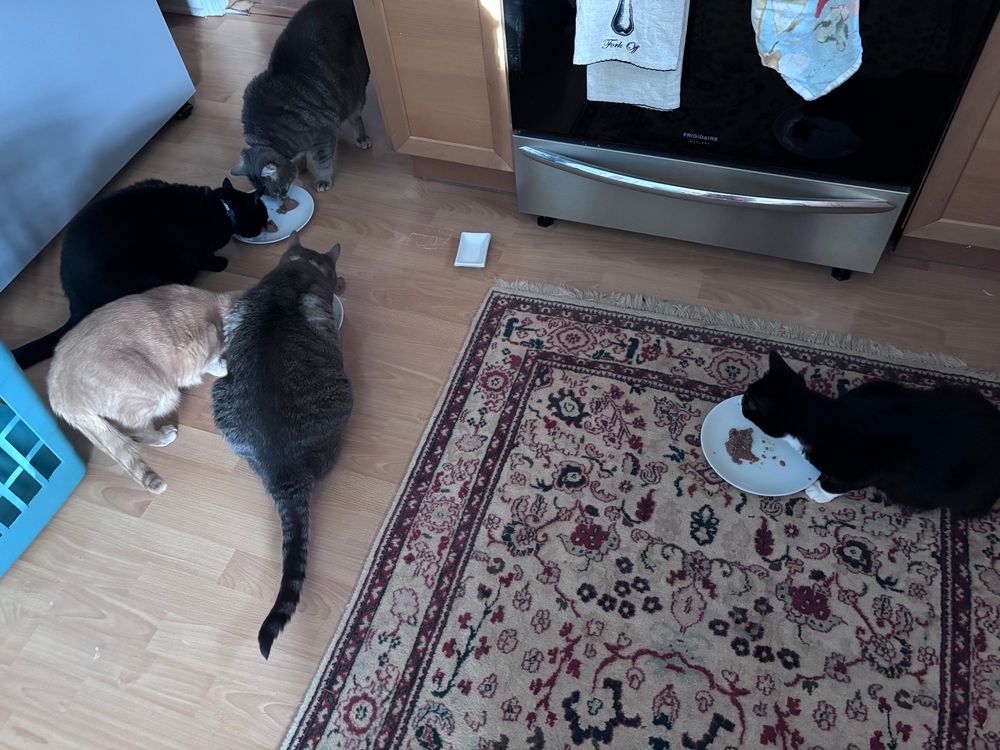 Five cats surrounding 3  dishes of wet food. All happily eating. 