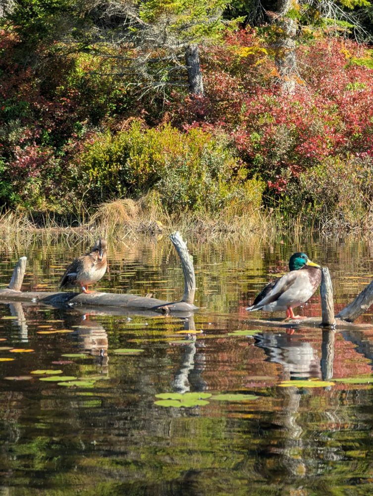 A pair of ducks on a log. Fish Creek, Saranac Lake, NY