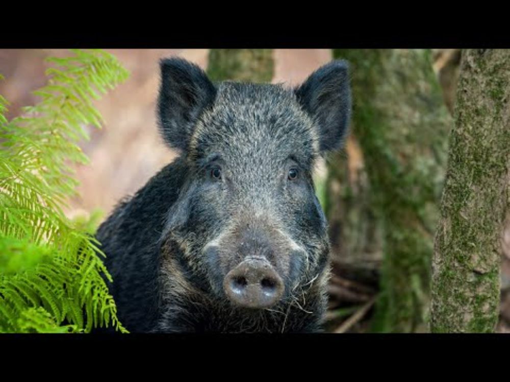 A British History of: Wild Boar (4K Documentary) (CC)