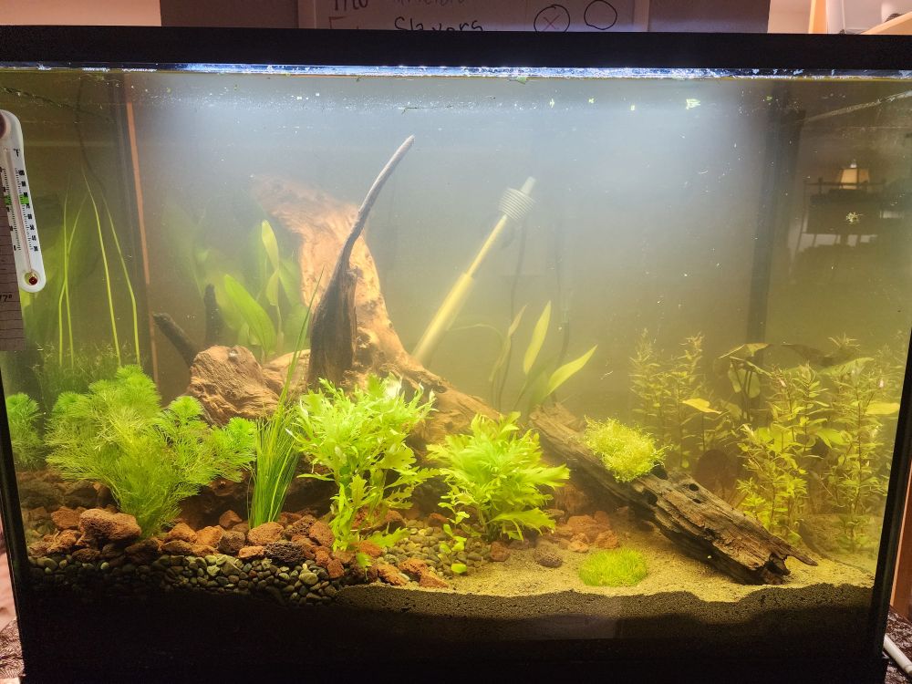 A photo of a 40 gallon tank filled with water. The water has a brown tint through it. Half the tank has brown sand, the other half has dark gravel and lava rocks. There are multiple pieces of driftwood including a large center piece, and another one with lots of holes leaning against it.  There are several different species of water plants planted mostly around the driftwood with only a couple on the other side of the tank giving an asymmetrical look. There is moss both in the sand and on the holy driftwood.