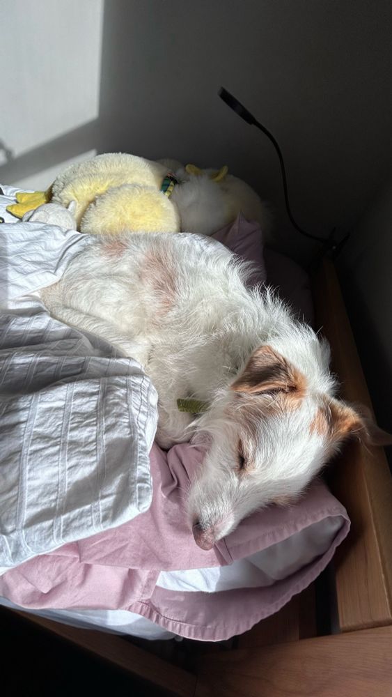 Photo of our wee fury companion, Alfie, curled up on our daughter’s pillow.