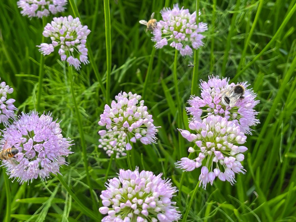 Purple allium flowers against green foliage. Several bees are on the flowers. 