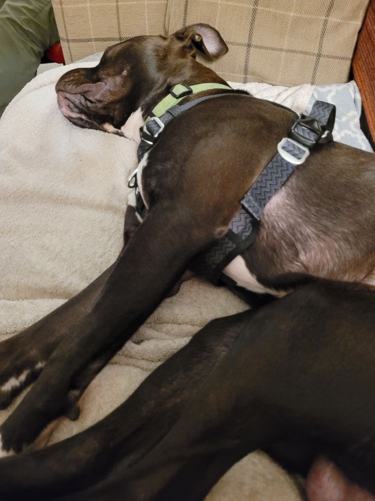 Large brown dog asleep.