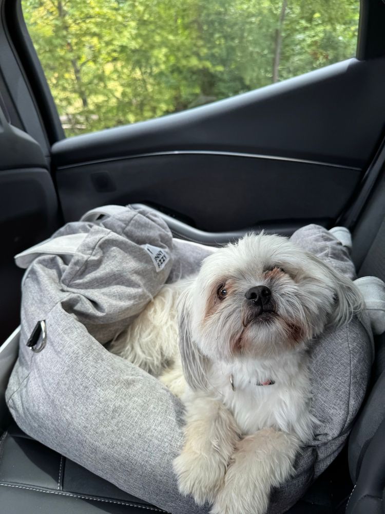 Little white dog in car seat.