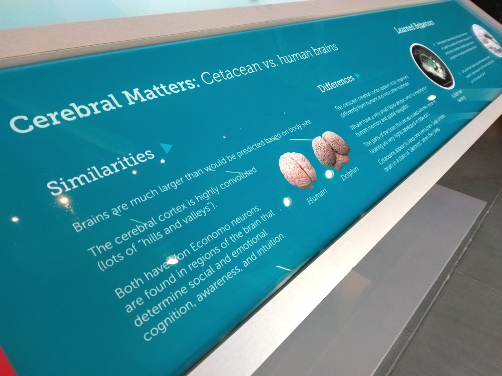 An info panel on whale brains 