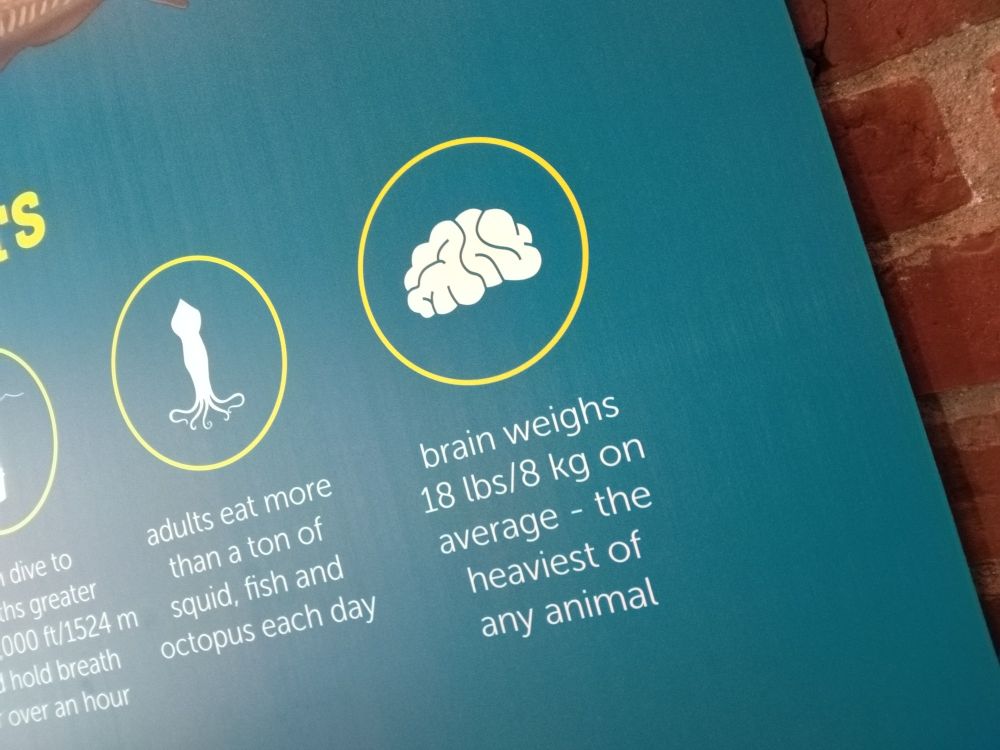 An info panel on whale brains