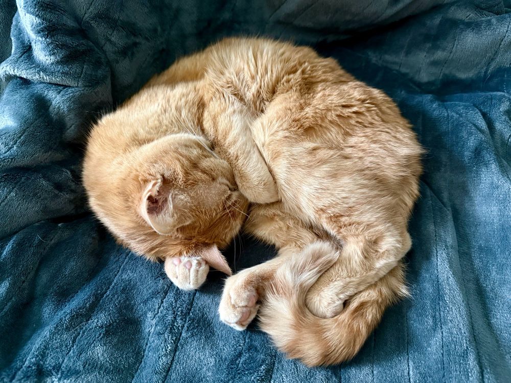 Teddy, a little orange kitty, curled up asleep on a fleece blanket, covering his little face with his little paws.