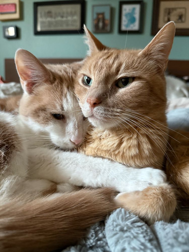 Teddy and Charlie, two orange cats, snuggling in bed on top of a gray fleece blanket.