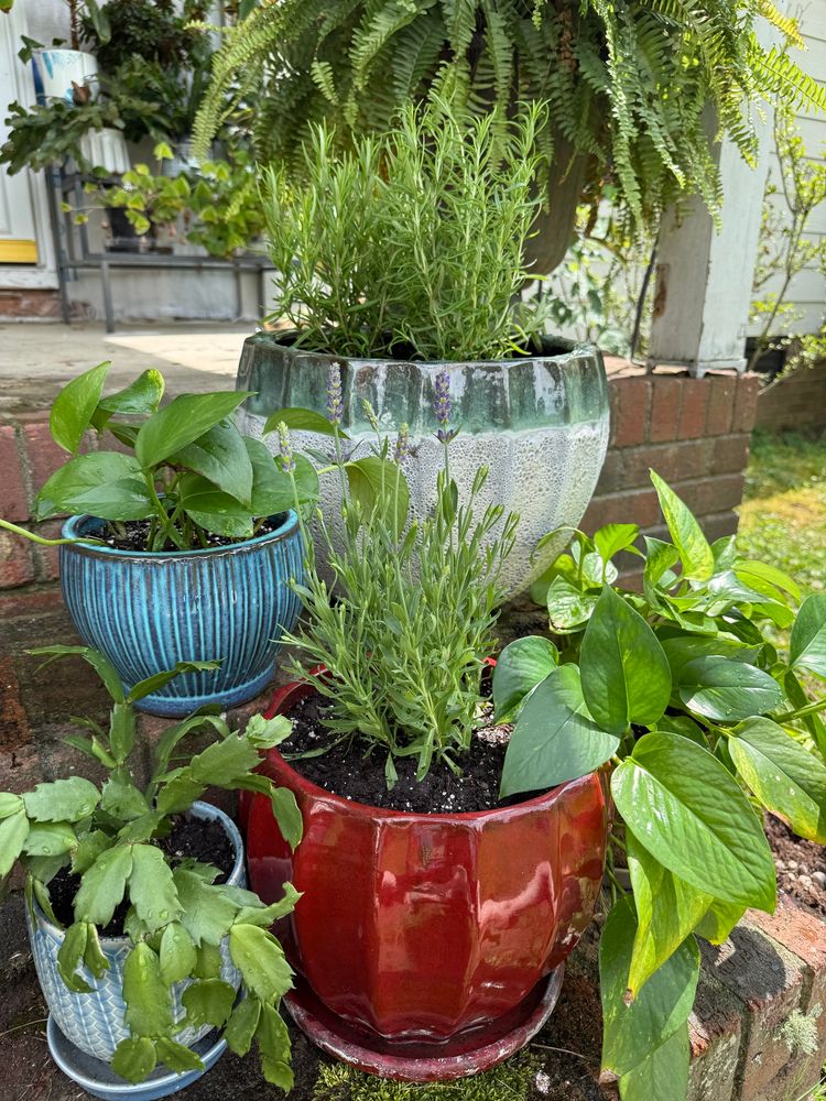 Rosemary, lavender, pothos, and a Christmas cactus all freshly repotted. 