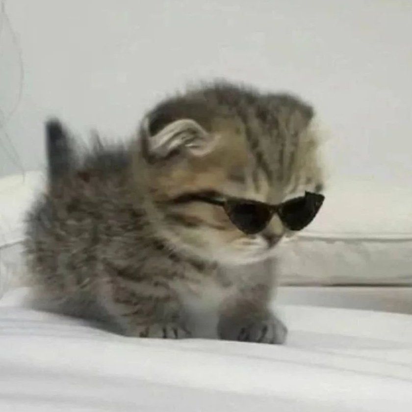 Kitty wearing sunglasses