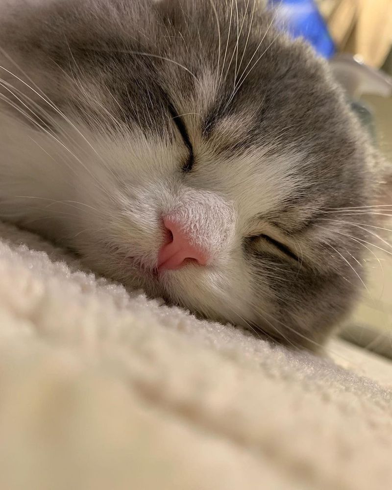 A kitty that has their eyes closed, they have a similar expression to the one that Yoongi has in the first picture.