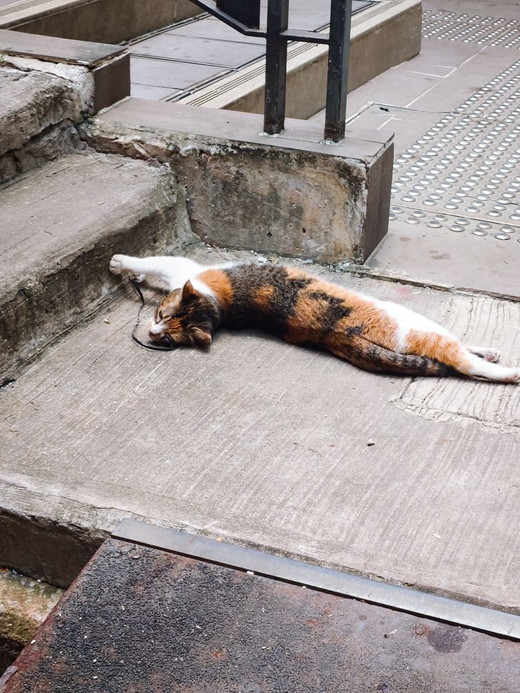 路地で寝転ぶミケ猫。