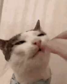 a close up of a cat licking a person 's hand .