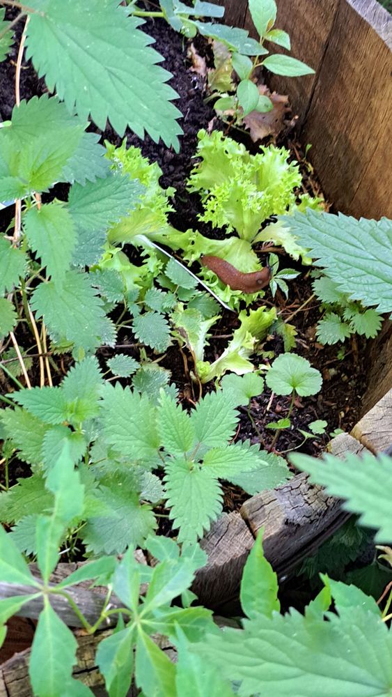Eine Schnecke lässt sich im Pflanzenfass den Salat schmecken.
Copyright: Annegret Handel-Kempf