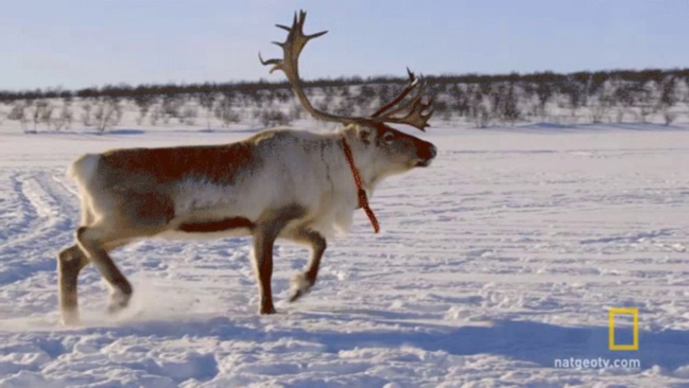 a reindeer is walking in the snow with a national geographic logo behind it