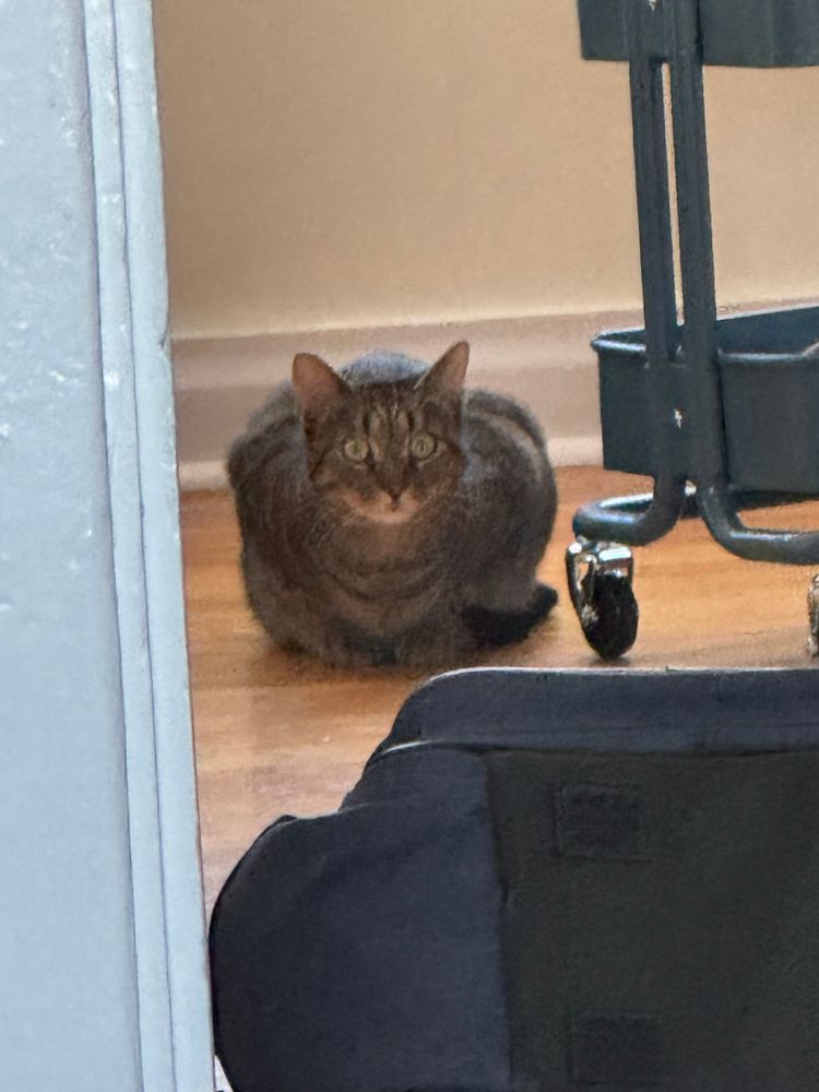A low resolution heavily zoomed in picture of my cat looking immense in his size