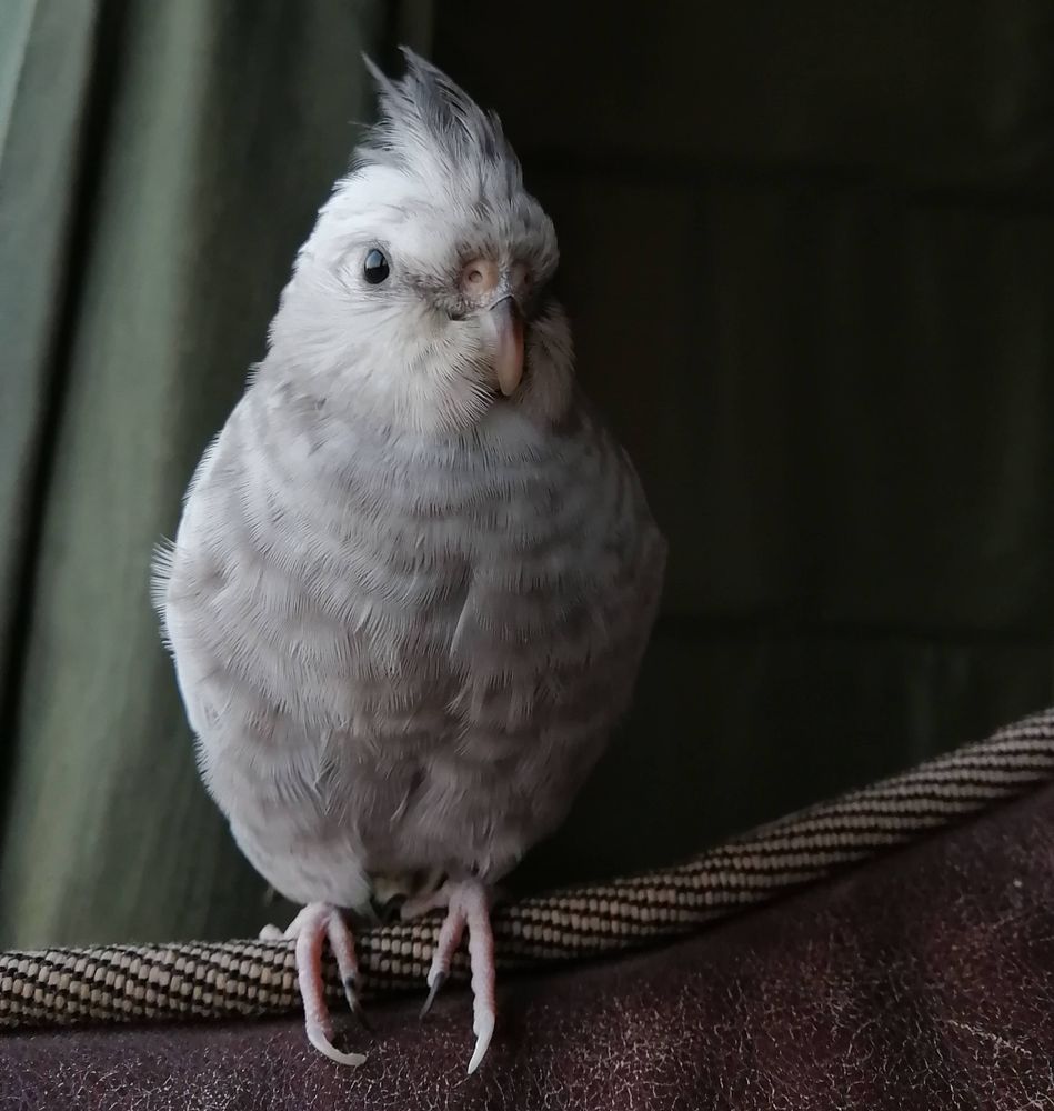 Photo of floofed grey-white cockatiel perched on a couch cushion.