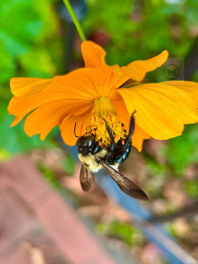 Adorable bee covered in pollen. Photo by María Helena Carey.