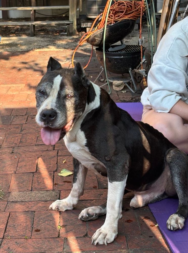 A sweet dog. Found in Hill
East and needs help. 