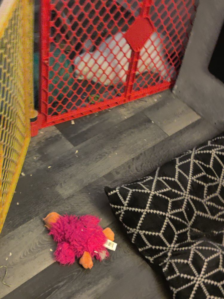 Rabbit laying on his side napping 