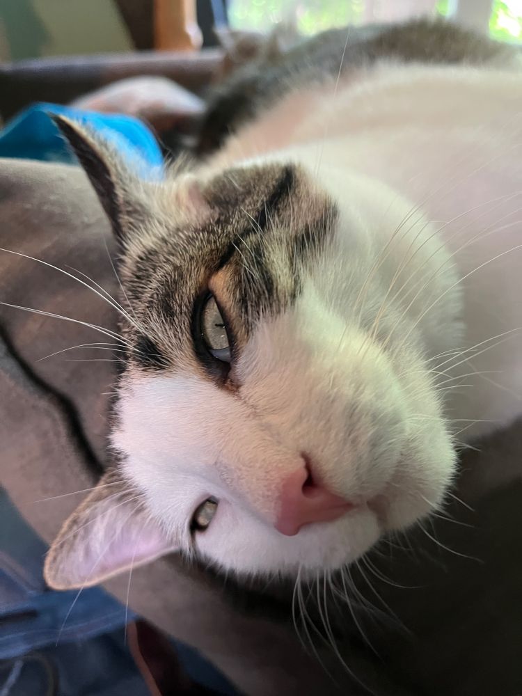 Face of cat with one eye barely open, other eye half open, and ears at different angles