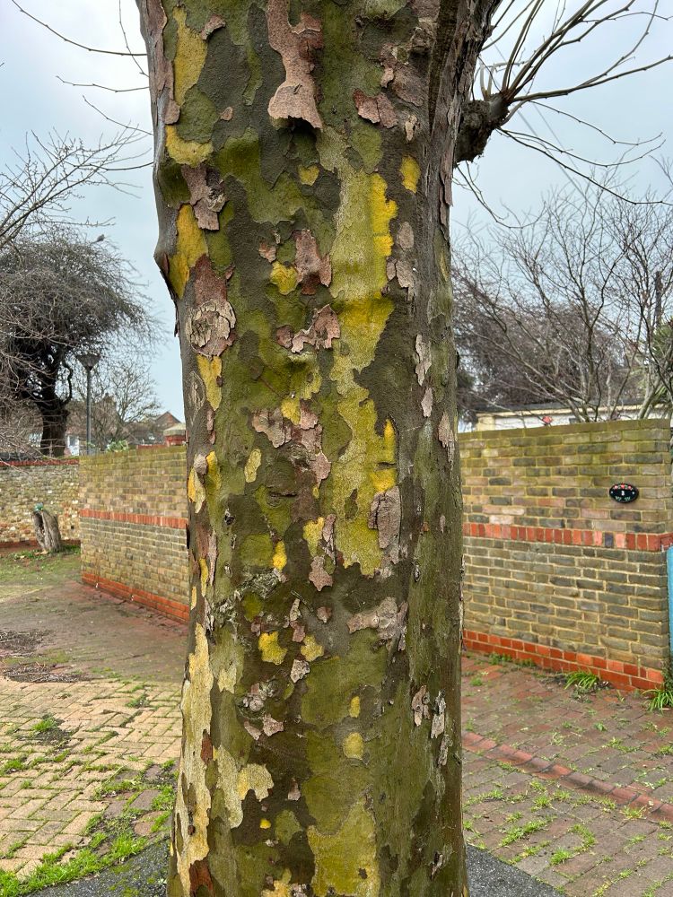A mottled green, yellow and dark green tree trunk surrounded by yellow brick walls and floor