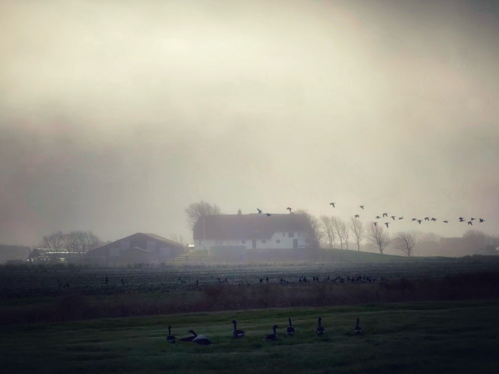 m Bild sind mehrere Gänse zu sehen, die im Vordergrund auf dem Gras ruhen, während andere in einer V-Formation durch den nebligen Himmel fliegen. Im Hintergrund steht ein weißes Bauernhaus mit dunklen Dachziegeln, umgeben von kahlen Bäumen und einer Scheune. Die Szene ist in weiche, gedämpfte Grau- und Grüntöne gehüllt und schafft eine ruhige, neblige Atmosphäre. Die Gesamtstimmung ist ruhig und geheimnisvoll, wobei der Nebel der Landschaft eine traumhafte Qualität verleiht.