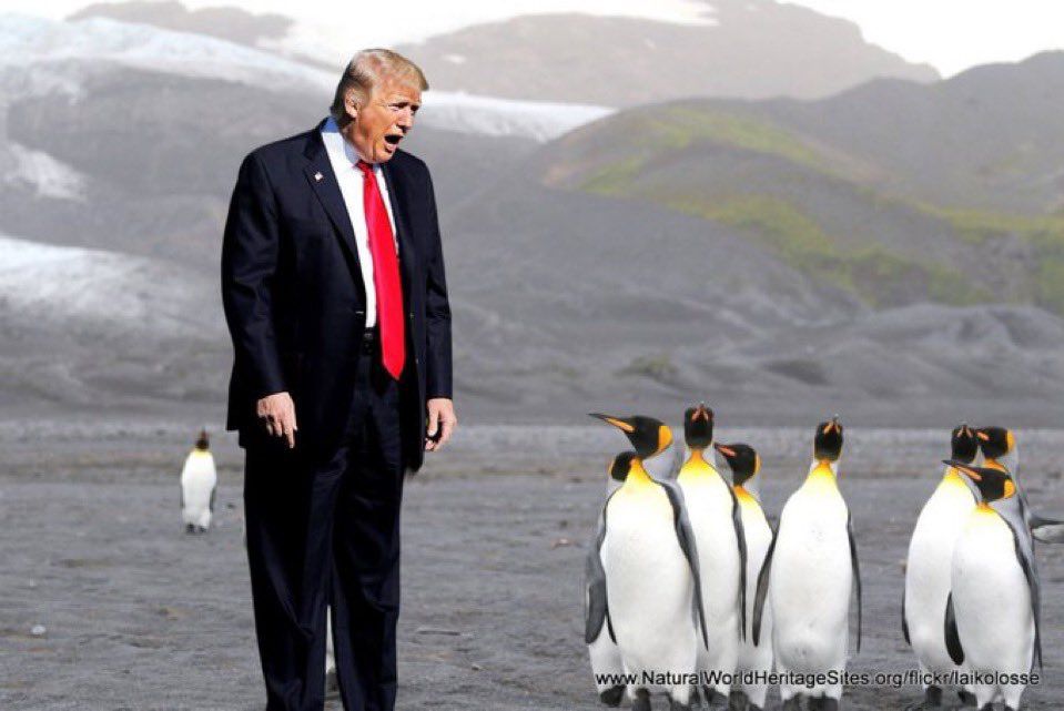 The convicted felon Donald Trump is screaming at penguins 