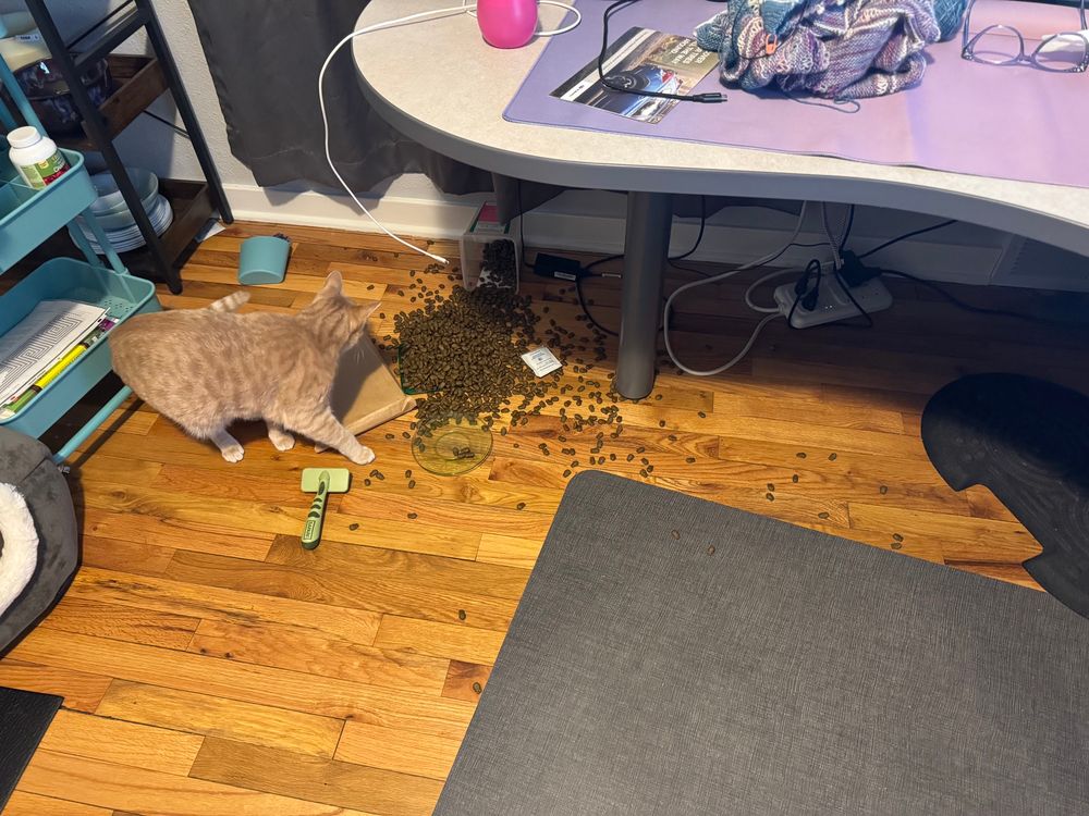 Orange cat with spilled greenie treats all over the hardwood floor.