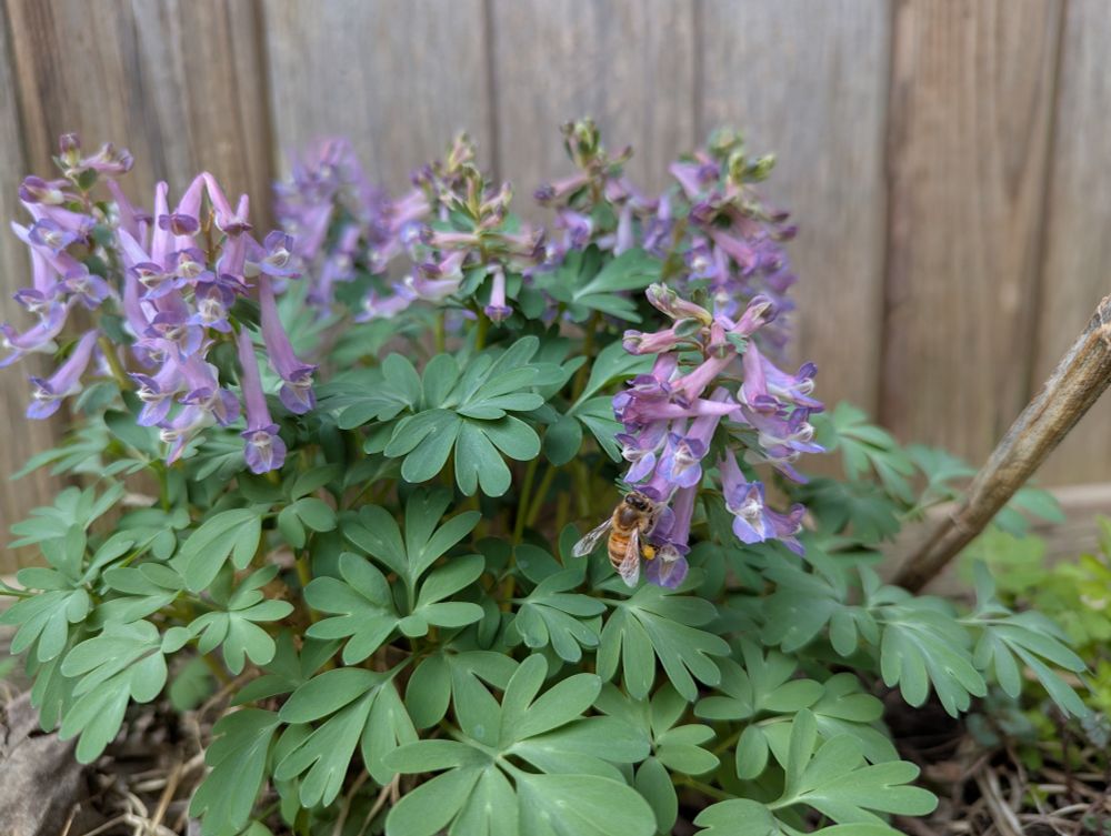 A bee collecting pollen from a Bird-in-a-bush plant.