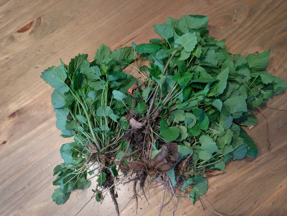 Harvested garlic mustard on a wooden surface