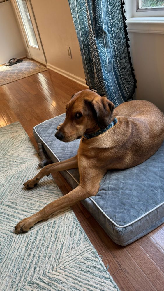 A large brown dog side eyeing me