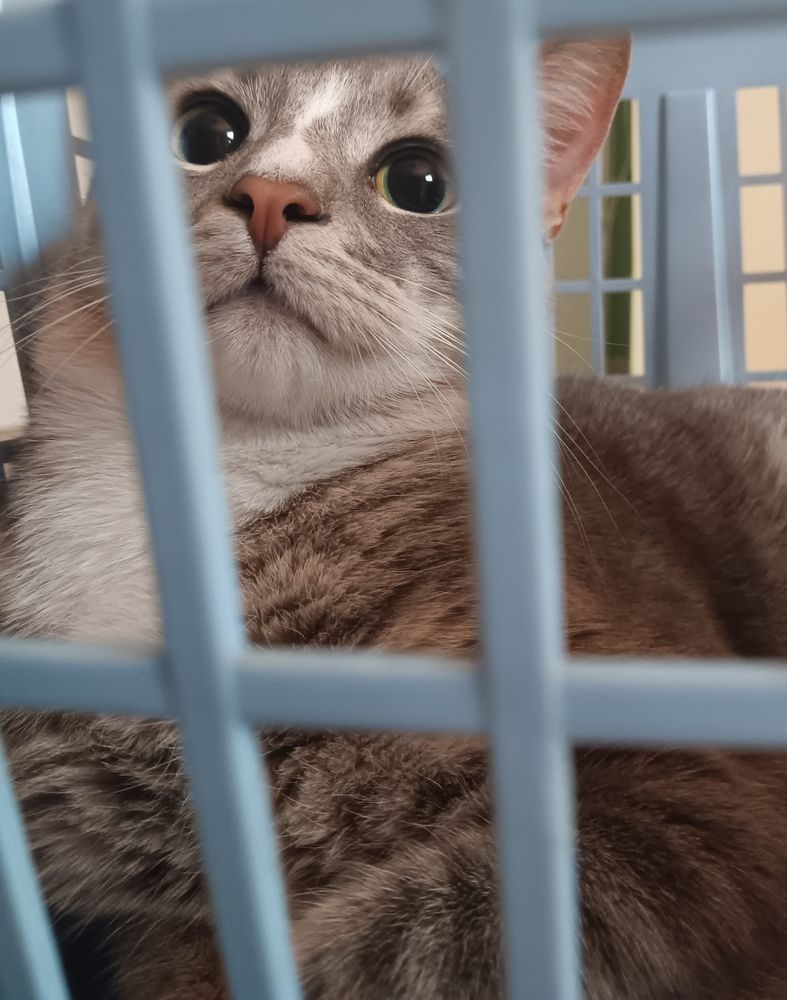 A male gray and white cat lying inside of a light blue, grayish laundry basket. The cats' pupils are dilated while its head is tilted up, looking at something past the phone camera. 