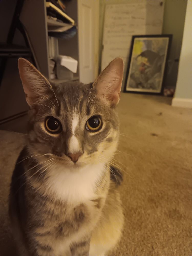 A gray tabby cat sitting on a carpet with a painting behind it in the background.