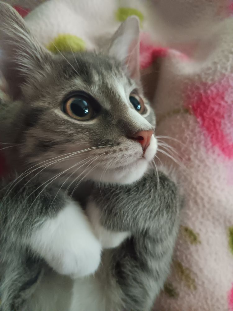 A young male gray and white cat lying on its back on a blanket, the cats head tilted up slightly with wide eyes. The cats' paws are folded underneath its chin while it stares up at something past the phone camera. 