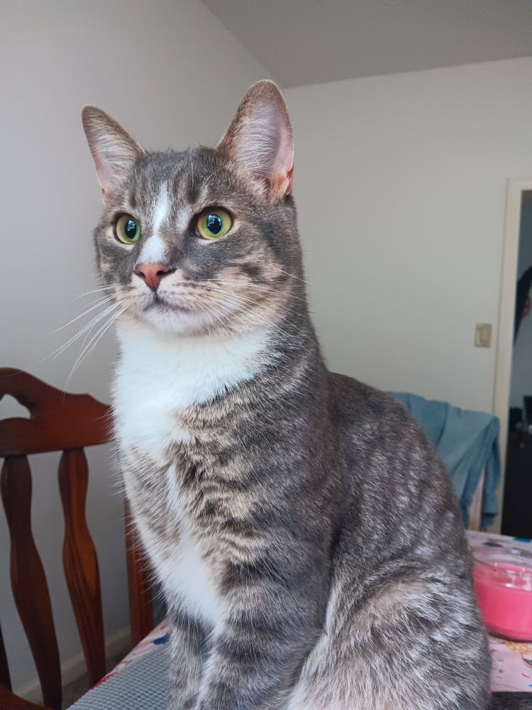 A male gray and white tabby cat sitting on a table. The cat is staring off into the distance at something past the phone camera. 