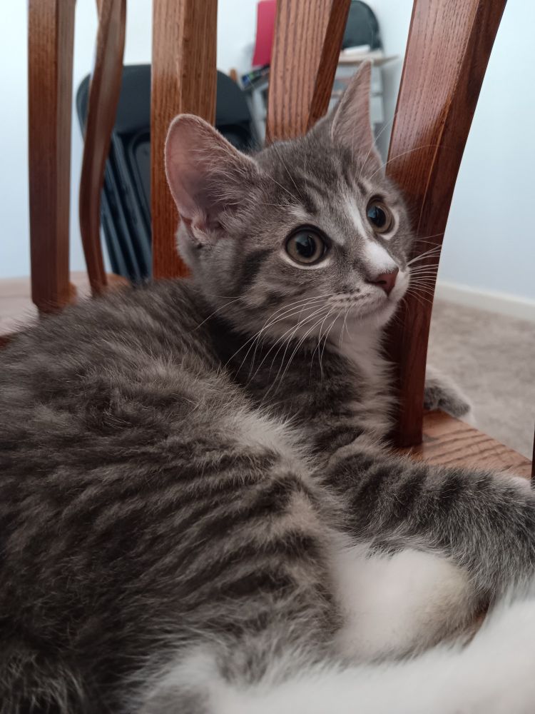 A young gray tabby cat lying on a wooden chair.