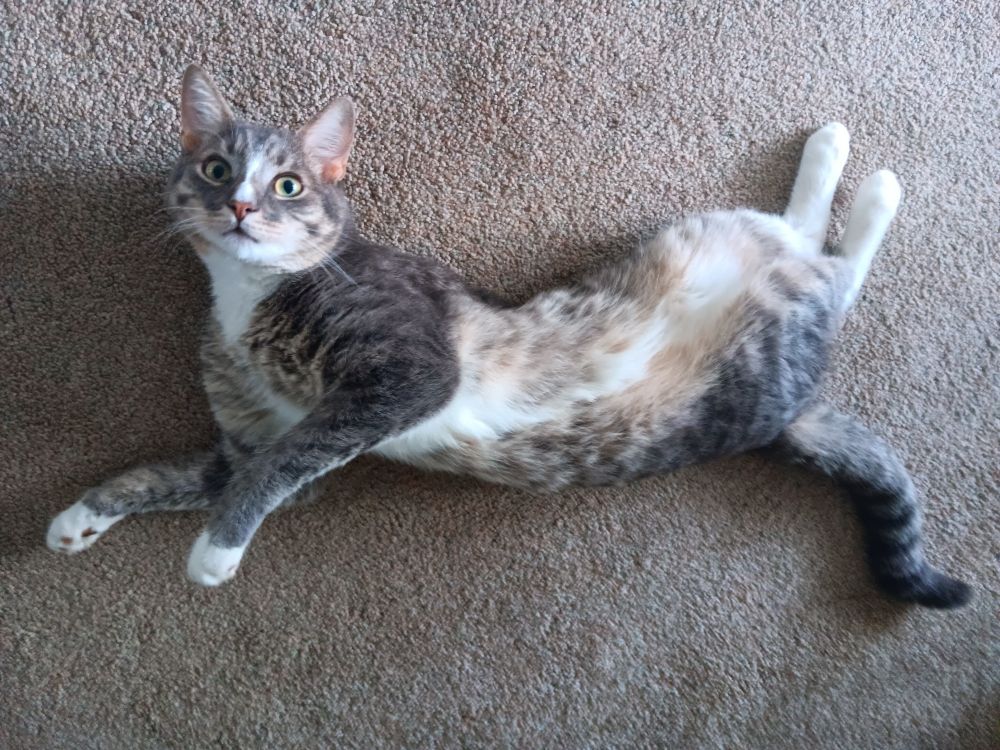 A male gray and white cat lying on a carpet. The cats lying on its back, its back legs up in one direction, and its front legs down in the opposite direction. The cats head is lifted up and facing the phone camera. 