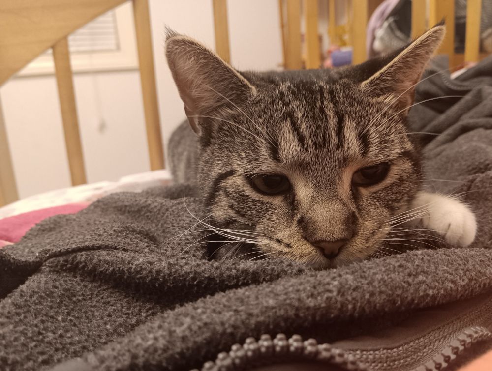 A young female dark gray and white cat lying on a dark gray hoodie. The cats chin in on the dark gray hoodie with its left paw resting by its head. The cats eyes are looking to its left at something past the phone camera. 