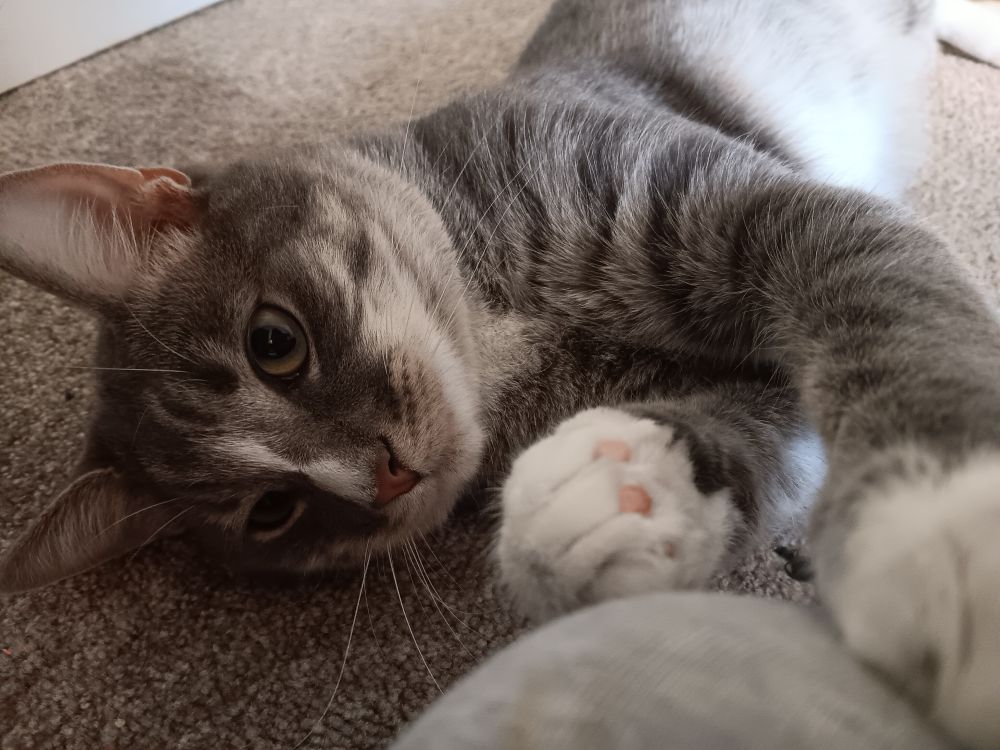 A male gray and white cat lying on its side on a carpet. The cats side of its head is against the carpet, its left paw resting on someone's knee wearing gray pants. The cat appears to be staring at the knee.