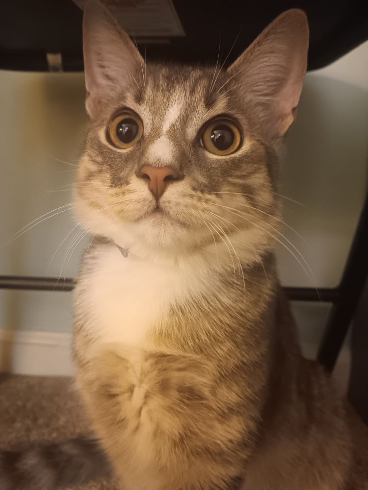 A male gray and white tabby cat sitting on a carpet. The cat has a white flea collar comfortably around its neck, barely seen behind all the cats fur. The cat has big eyes and is facing the phone camera. 