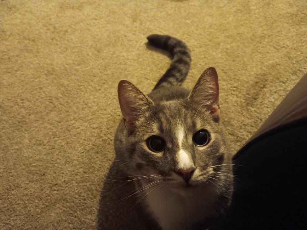 A male gray and white tabby cat looking up at the phone camera while sitting on a carpet. 