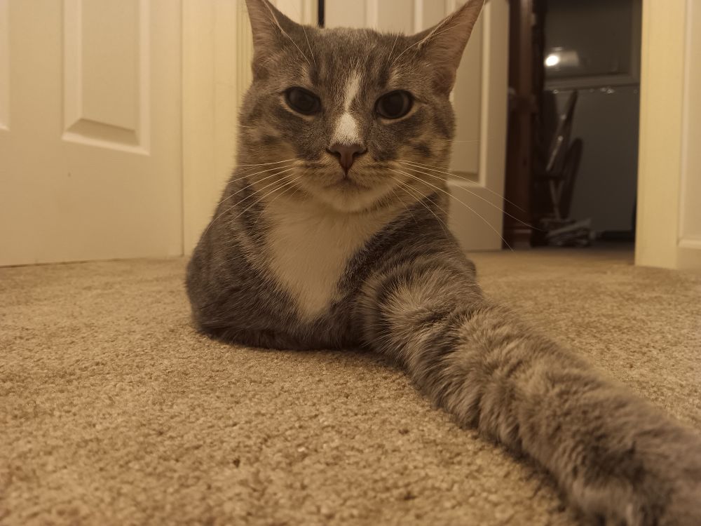 A male gray and white cat lying on a carpet with its left arm stretched out towards the phone camera while its other limbs are comfortably tucked underneath its body. The cats head is turned to face the phone camera. 