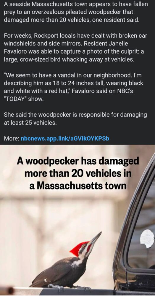 A screenshot of a ln NBC news story about a pileated woodpecker that is pecking at cars clogging up its home 